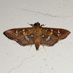 Phostria varialis