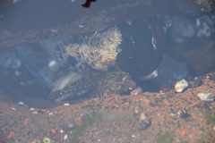 Oligocottus maculosus