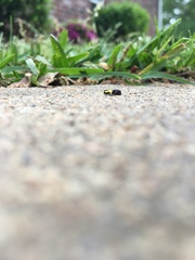 Rectiostoma xanthobasis