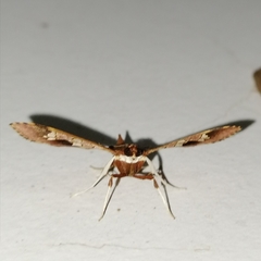 Phostria varialis