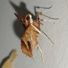 Phostria varialis