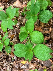 Boehmeria splitgerbera