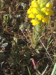 Castilleja rubicundula