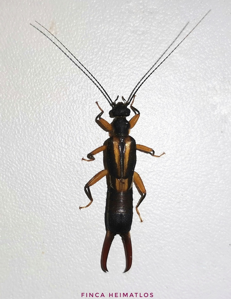 Pyragra fuscata dohrni