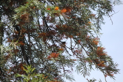 Haemorhous purpureus californicus