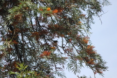 Haemorhous purpureus californicus