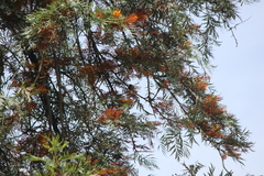 Haemorhous purpureus californicus