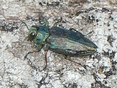 Chrysobothris femorata