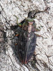 Chrysobothris femorata
