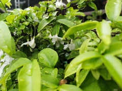 Wrightia religiosa