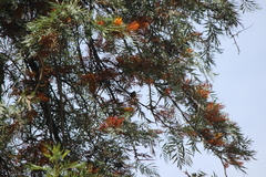 Haemorhous purpureus californicus