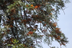 Haemorhous purpureus californicus