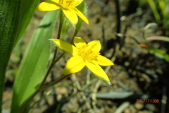 Hypoxis argentea sericea