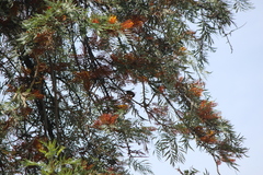 Haemorhous purpureus californicus