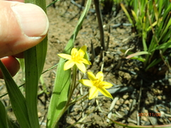Hypoxis argentea sericea