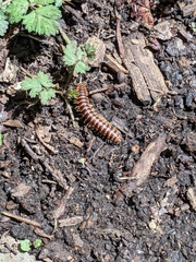 Semionellus placidus