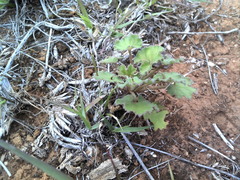 Pelargonium reniforme
