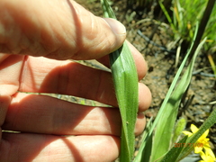 Hypoxis argentea sericea