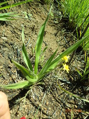 Hypoxis argentea sericea