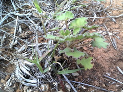 Pelargonium reniforme