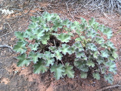 Pelargonium reniforme