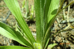 Hypoxis argentea sericea
