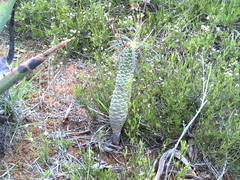 Euphorbia clava