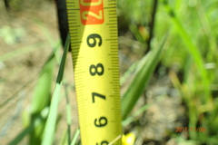 Hypoxis argentea sericea