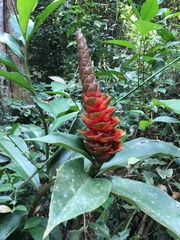 Costus pictus