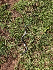 Cacophis harriettae