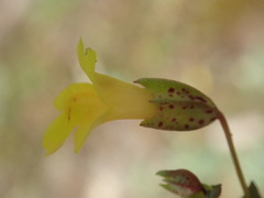 Erythranthe sookensis