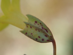 Erythranthe sookensis