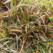 Carex hectorii - Photo (c) John Barkla, some rights reserved (CC BY), uploaded by John Barkla