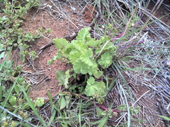 Pelargonium reniforme