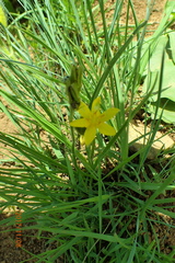 Hypoxis angustifolia