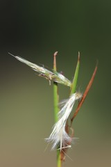 Cymbopogon obtectus
