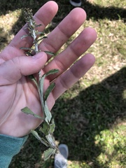 Gamochaeta argyrinea