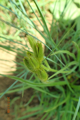 Image of Hypoxis angustifolia by no rights reserved