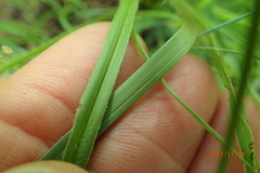 Hypoxis angustifolia