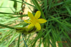 Hypoxis angustifolia