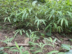 Microstegium ciliatum