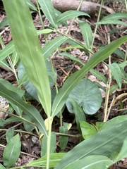 Microstegium ciliatum