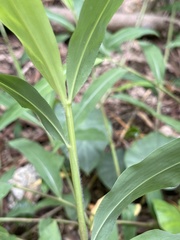 Microstegium ciliatum