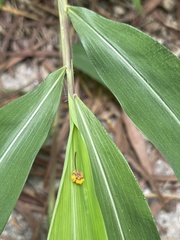 Microstegium ciliatum