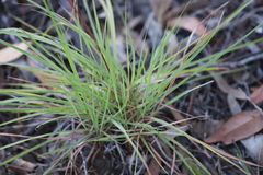 Cymbopogon obtectus