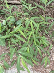 Microstegium ciliatum