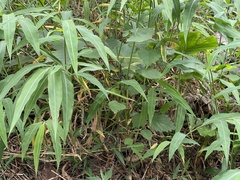 Microstegium ciliatum