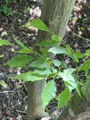 Carpinus laxiflora
