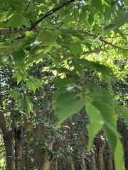 Carpinus laxiflora