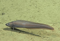 Twoline Eelpout photo 1